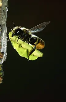 Megachile: Bee