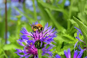 Knapweed: Bee - on Mountain Knapweed (Centaurea montana) - Summer