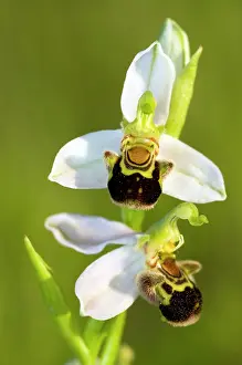 Ophrys: Bee orchid