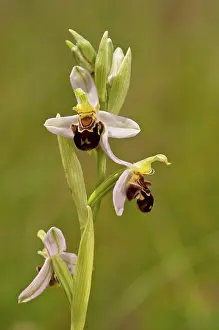 Ophrys: Bee Orchid