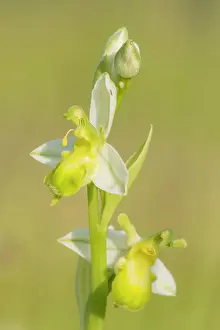 Ophrys: Bee Orchid