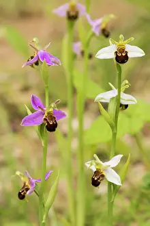 Ophrys: Bee Orchid