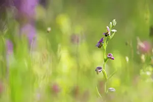 Overflakkee: Bee Orchid