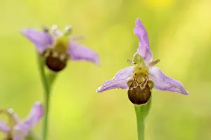 Ophrys: Bee Orchid