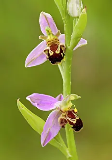 Angles: Bee Orchid - close up of flowers showing different