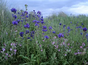 Bellflowers: BEE ORCHID - Clustered Bellflower And Common Rest Harrow