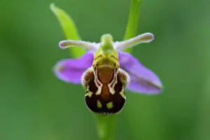 Study: Bee Orchid, a detailed study of a mature flower