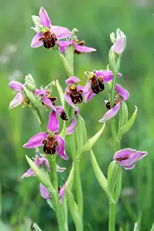 Apifera: Bee Orchid - in flower