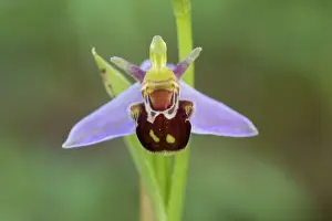 121221: Bee Orchid - flower and flower bud - Germany
