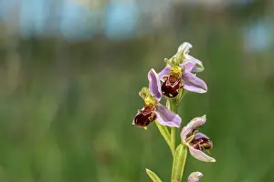 Grow: Bee Orchid - Flowering - UK