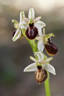 Subsp: Bee Orchid detail of inflorescence