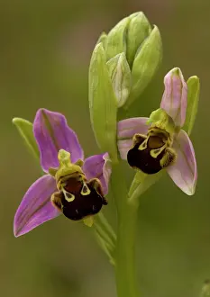 Apifera: Bee orchid - Insect mimic