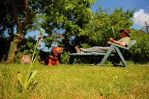 Private: Bee orchid (Ophrys apifera) in bloom on a lawn in