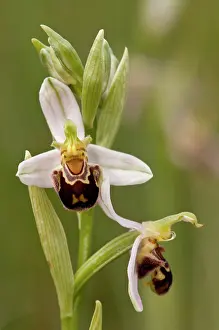 Close Up: Bee Orchid (Ophrys apifera), detail of inflorescence, Piedmont, Italy