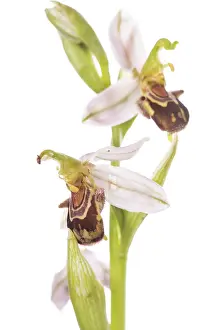 Close Up: Bee orchid (Ophrys apifera) on a white bacground, Piedmont, Italy