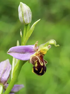70617: Bee orchid - single flower - close up - Dorset