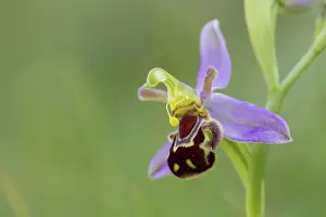 Grow: Bee Orchid - Spring