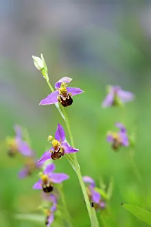 Apifera: Bee Orchid - summer