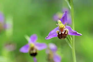 Apifera: Bee Orchid - summer