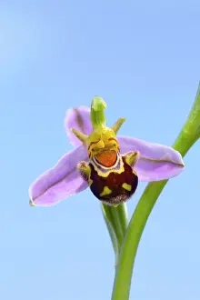 Apifera: Bee Orchid - summer