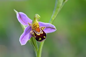 Apifera: Bee Orchid - summer