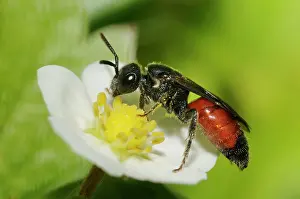 Gather: Bee parasite (Sphecodes gibbus) on flower of wild