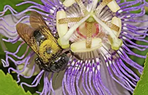 Pollinator: Bee on Passionflower