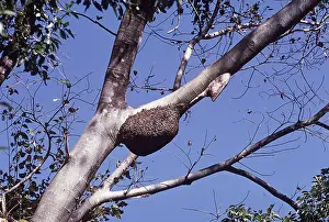 Ardea London: BEE SWARM & COMB IN TREE