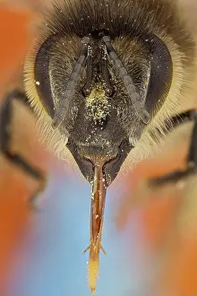 Collect: A bee with its tongue fully extended, it is cove