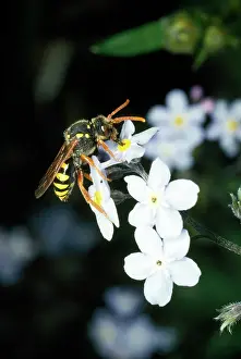 Nomada: BEE - Wasp mimic bee collecting pollen