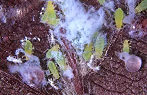 Copper: Beech aphid colony