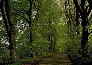 Bower: Beech avenue on minor road south of Bower Chalke