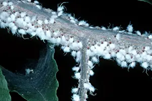 Woolly: Beech Blight Aphid