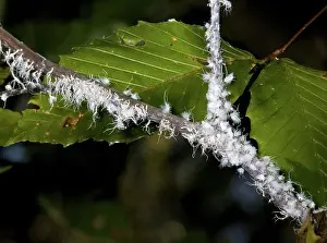 Blight: Beech Blight Aphids