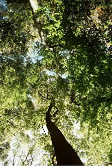 Canopy: BEECH CANOPY - Sun shining through