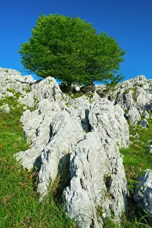 Cantabria: Beech, Cerredo Mountain, Castro Urdiales, Cantabria
