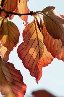 Bronze: Beech, Copper beech, Fagus sylvatica purpurea, bronze colou