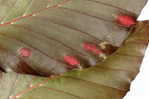 Mite: Beech erineum gall mite