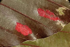 Mite: Beech erineum gall mite