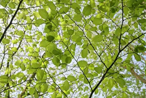 Twigs: Beech, European beech, Fagus sylvatica, leaves and twigs see