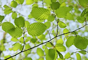 Twigs: Beech, European beech, Fagus sylvatica, leaves and twigs see