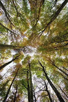 Breisgau: Beech (fagus) with coloured leaves in autumn, frog