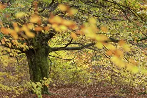 Fagus: Beech (fagus), Sababurg Jungle, Autumn, Reinhardswald