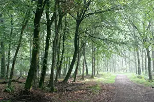 Essex: Beech