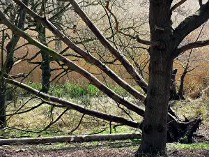 Destroy: Beech