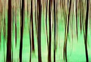Unexplained: Beech