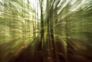 Unexplained: Beech
