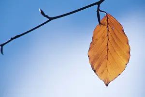 Poise: Beech