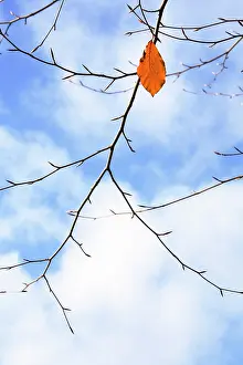 Independence: Beech