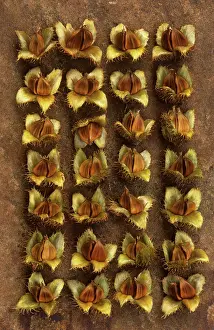 Saved: Beech